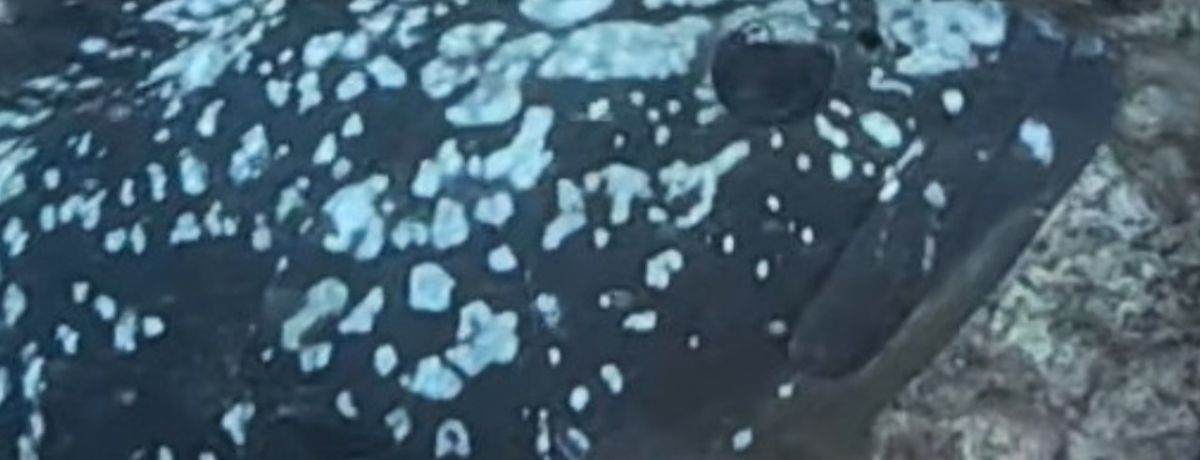 Pon
